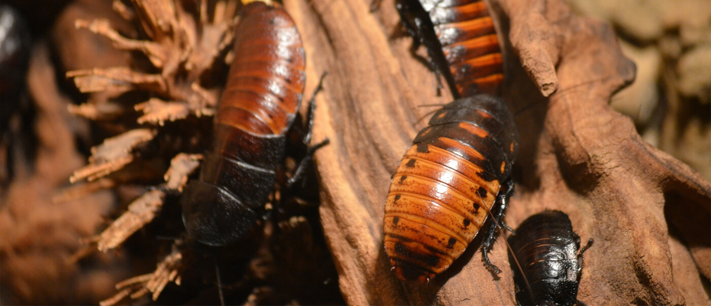 #htmlcaption2 YOUR LOCAL PEST CONTROL