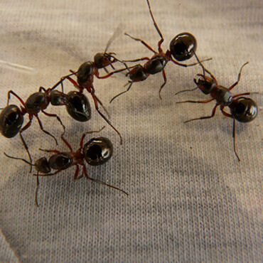 Title Here Title Here