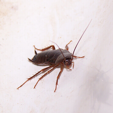 Title Here Title Here