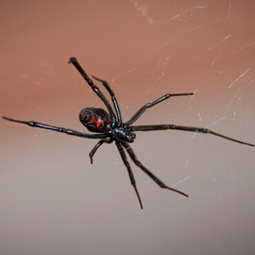 Title Here Title Here