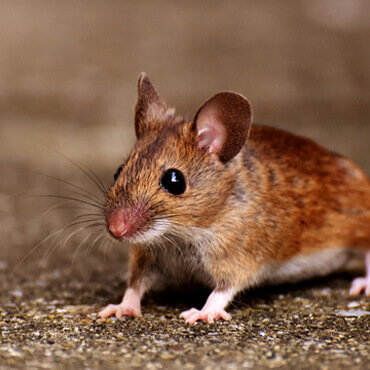 Title Here Title Here